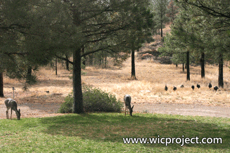 Deers and Turkeys
