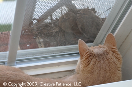 catandbirds catandbirds