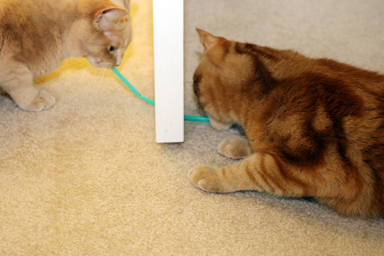 cats_straw