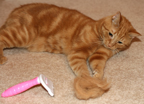 hairball
