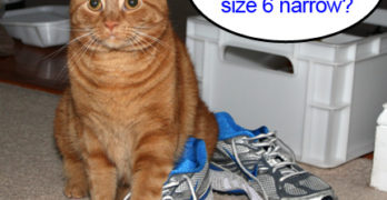 Hobbes