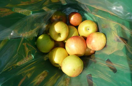 Apples
