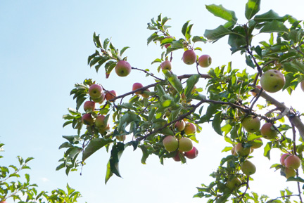 Apples on branches