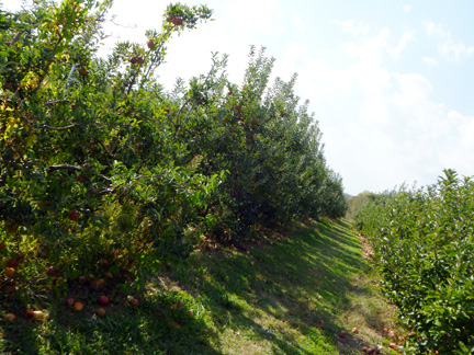 Orchard Rows