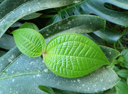Leaf