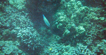 fishies