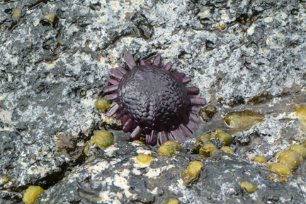 Purple Thing