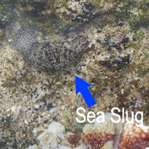 Sea Slug