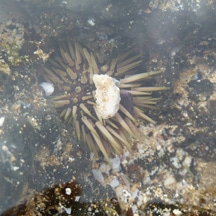 Sea Urchin
