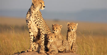 Sita - African Cats