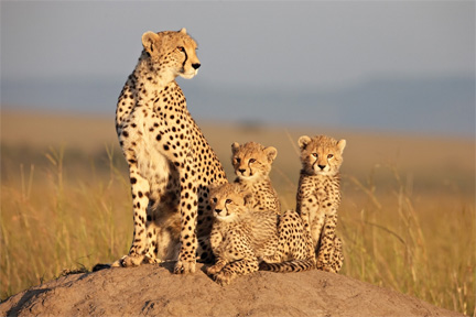 Sita - African Cats