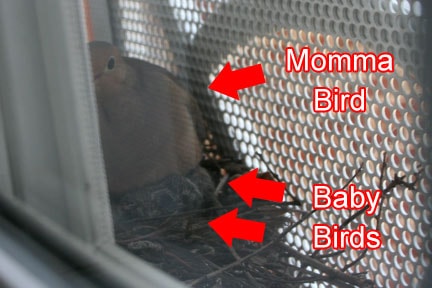 Doves