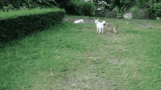 Jumping Dog - Oops!