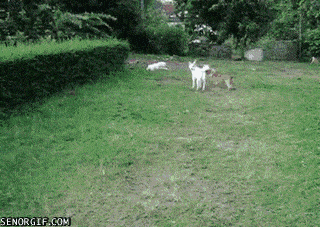 Jumping Dog - Oops!