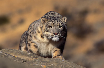 Snow Leopard