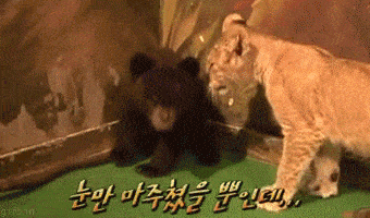 Bear Lion