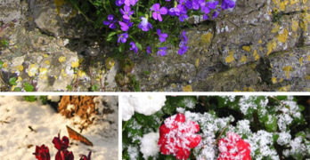 Flowers in Snow