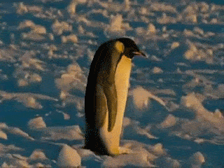 Walking Penguin