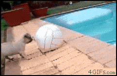Puppy vs. Ball