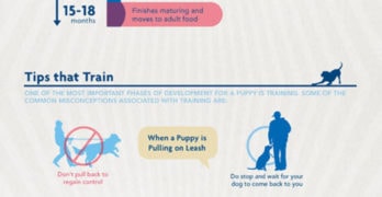 Puppy Infographic