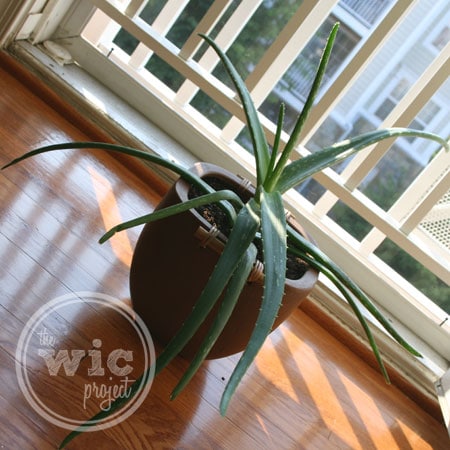 Aloe Plant