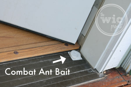 Combat Source Kill Max Ant Bait