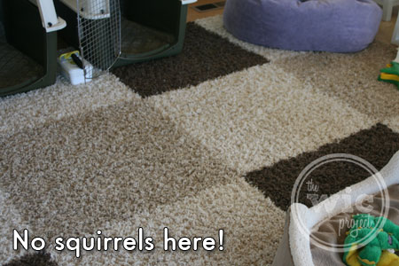 Puppy Room