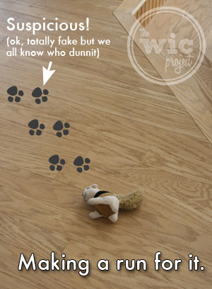 Squirrel #6