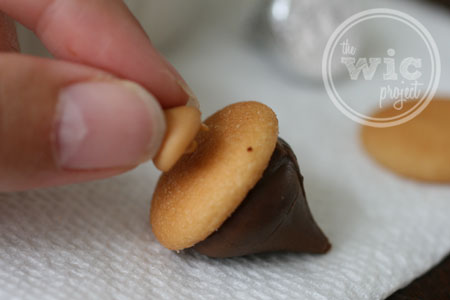 Acorn Stem