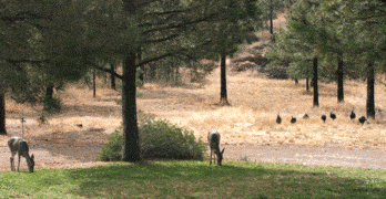 Deers and Turkeys