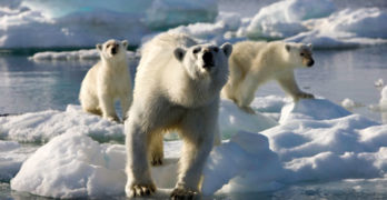 BBC's Frozen Planet - Polar Bears