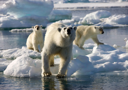 BBC's Frozen Planet - Polar Bears