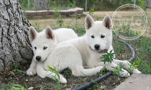 Meet Sophie and Sera