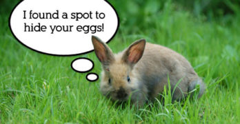 Easter Bunny Hiding Spot