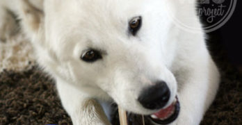 Durable Dog Chew Toys
