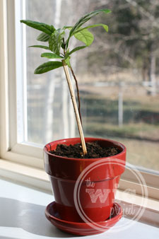 Future Tree