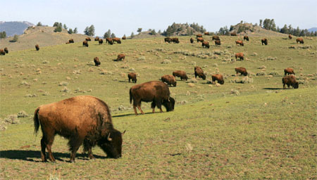 Bison in Yellowstone