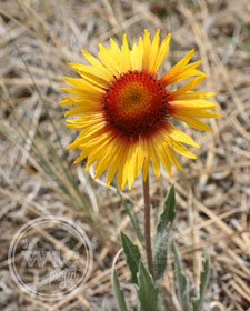 Yellow Flower
