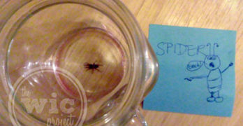 Spider - Eek!