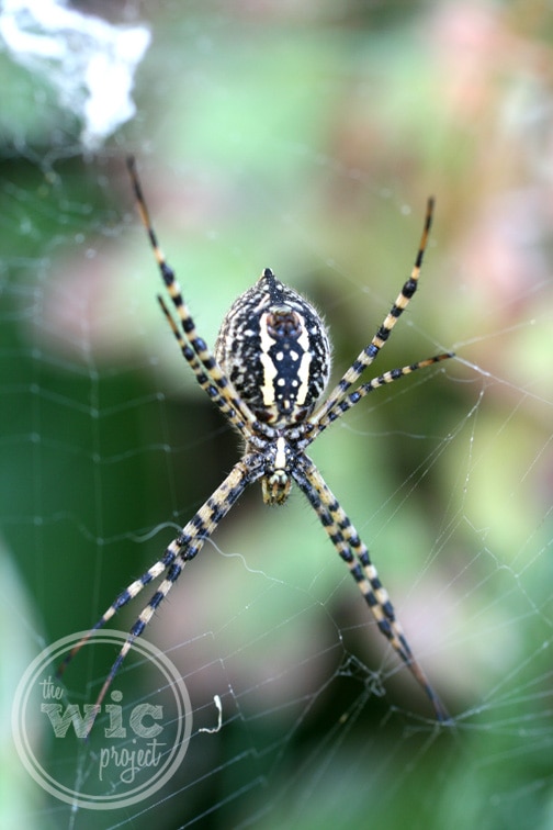 Spider