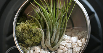Darby Smart Mini Terrarium Tin