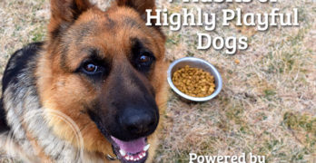 7 Habits of Hightly Playful Dogs Powered By Purina Pro Plan