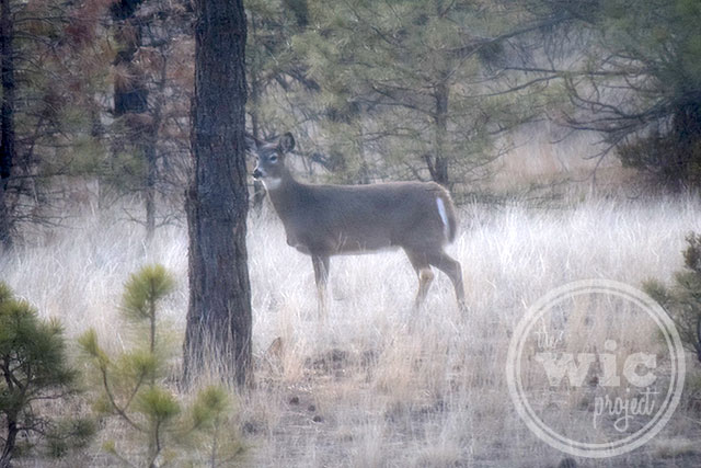 Deer