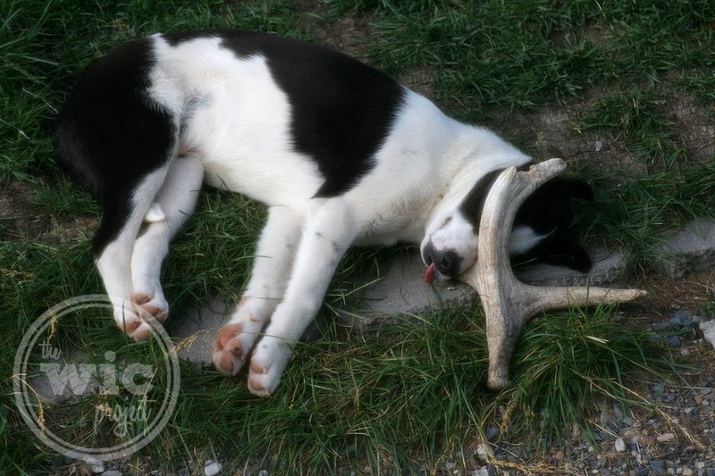 Solomon Sleeping Antler