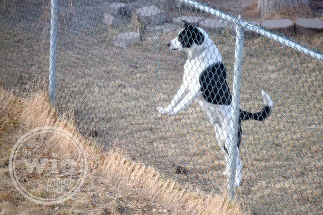 Solomon Barking at Birds