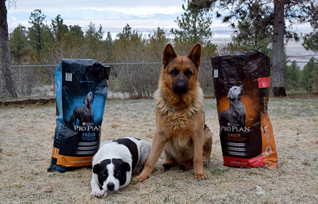 Solomon & Judah waiting for Purina® Pro Plan®