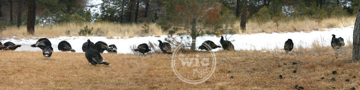 Wild Turkeys