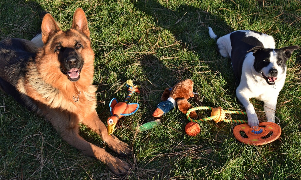 The Only Gift Your Dog Needs This Holiday Season - The Barkens Bucket by Sniff & Barkens