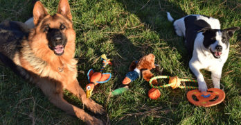 The Only Gift Your Dog Needs This Holiday Season - The Barkens Bucket by Sniff & Barkens