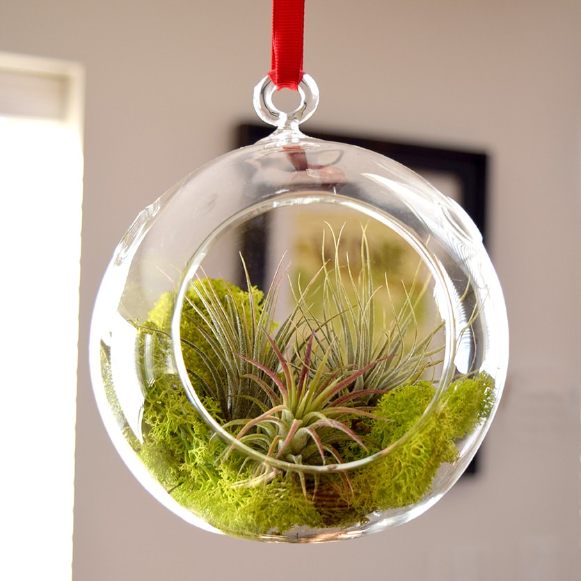 DIY Terrarium